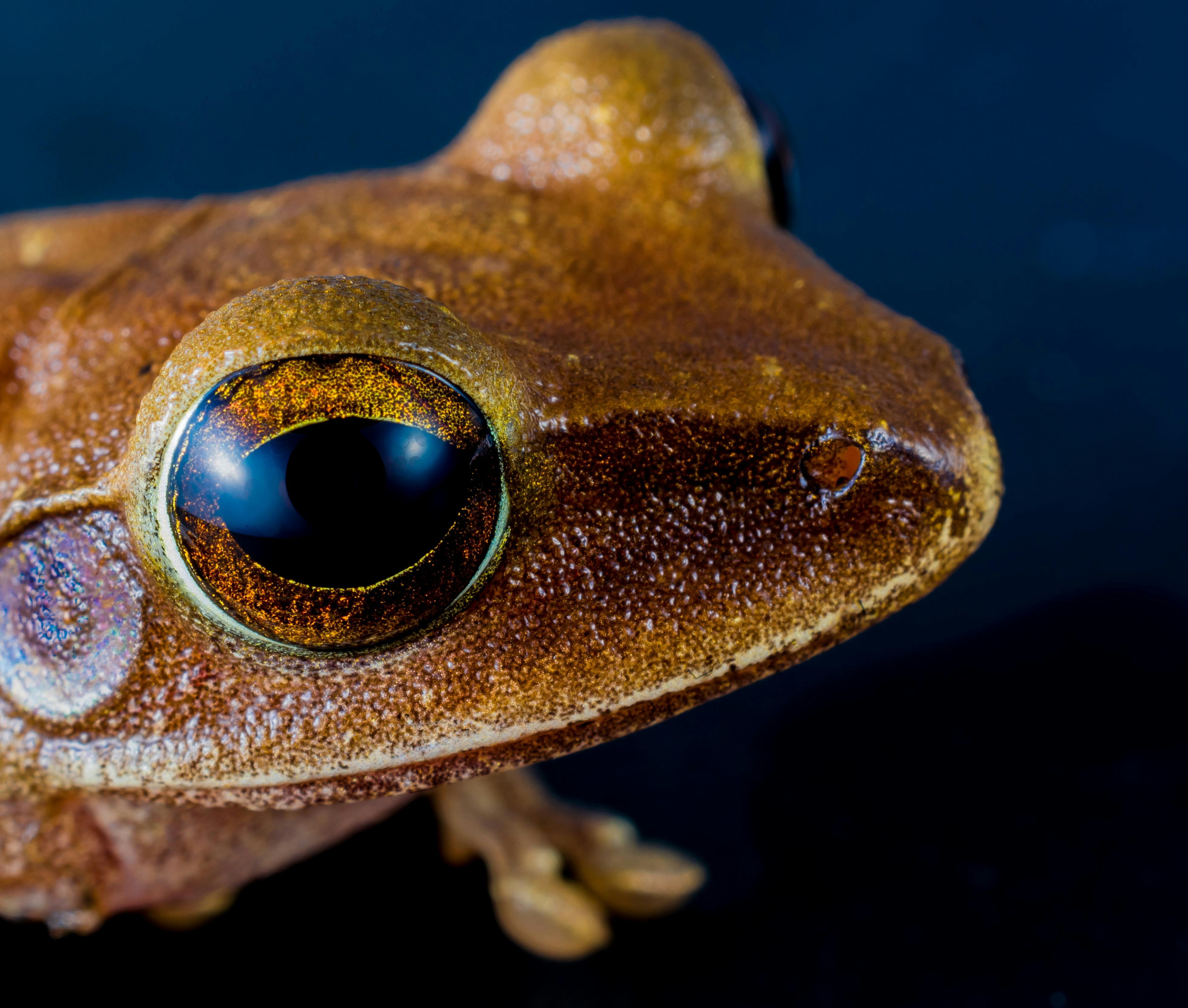 Macro Shot of Brown Frog · Free Stock Photo