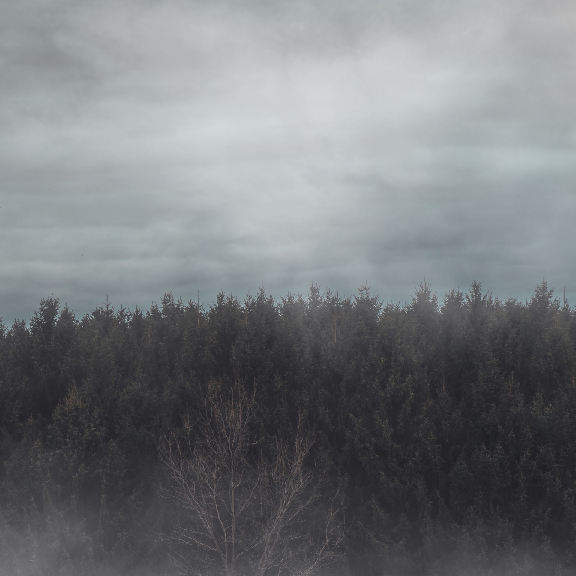 Dark trees standing in fog beneath a cloudy sky