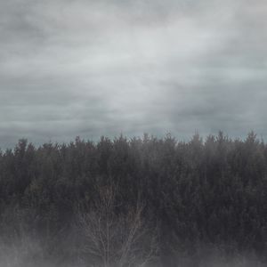 Misty pine ridge sleeve art, photo by Jamie Saw on Pexels