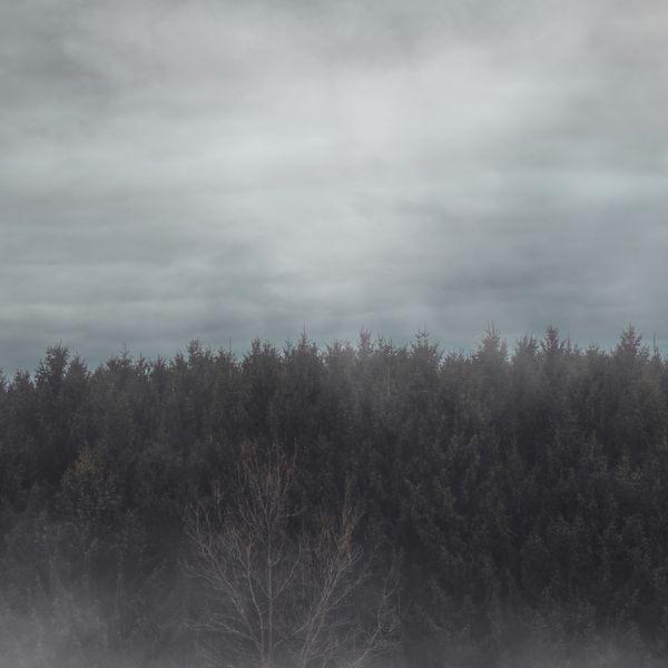 Misty pine ridge sleeve art, photo by Jamie Saw on Pexels