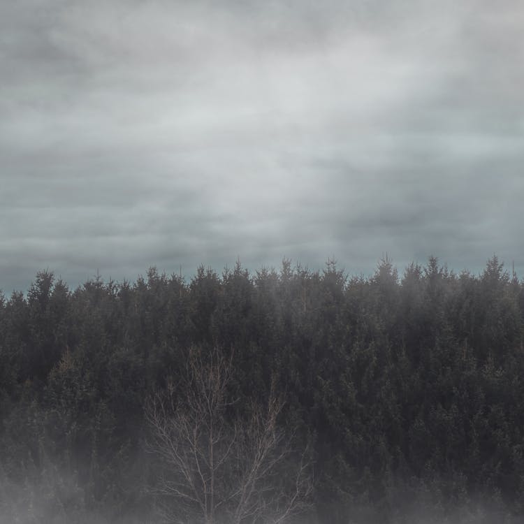 Dark Forest In Cloudy Day