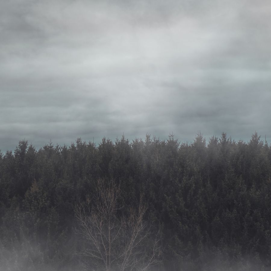 Fog drifting between dark trees