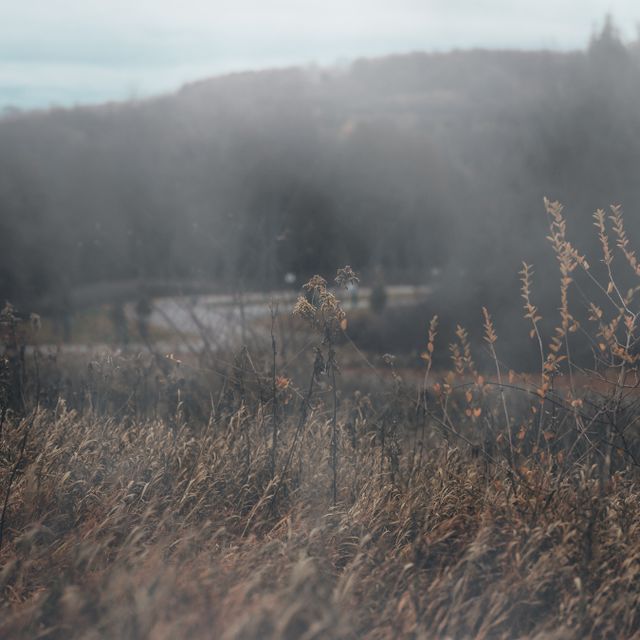 Dry grasses in morning mist — photo by Jamie Saw on Pexels