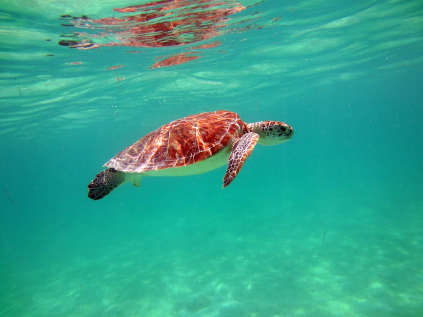 sea turtle gliding over coral - cabo pulmo marine park sea turtle gliding over coral - cabo pulmo marine park