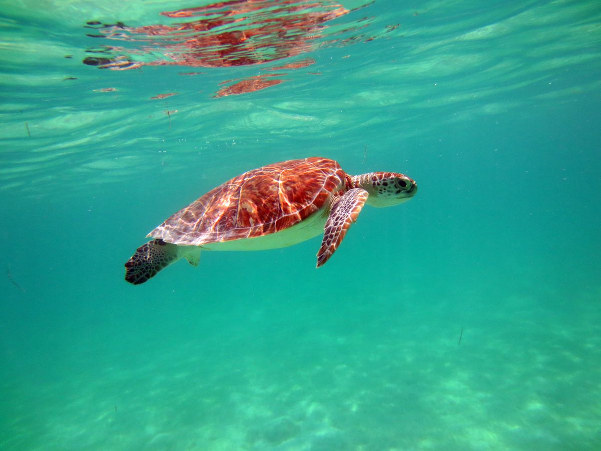 Tortuga marina deslizándose bajo el agua en las claras aguas turquesa de Akumal, México.