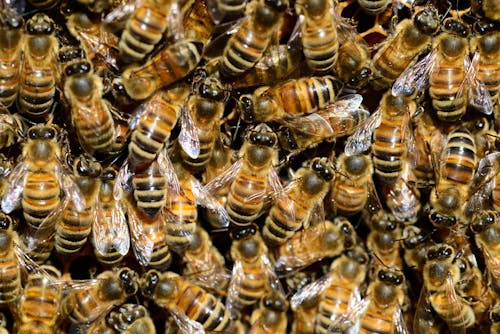 gratis Bruine En Zwarte Bijen Stockfoto