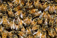 微距拍摄蜂群聚集在蜂巢，展现它们翅膀和条纹的复杂细节