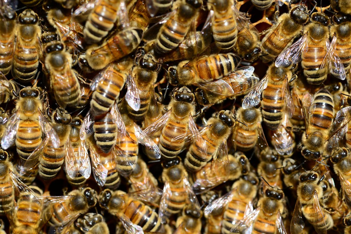 免費 棕色和黑色的蜜蜂 圖庫相片