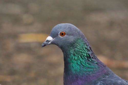 Headshot of a Pigeon