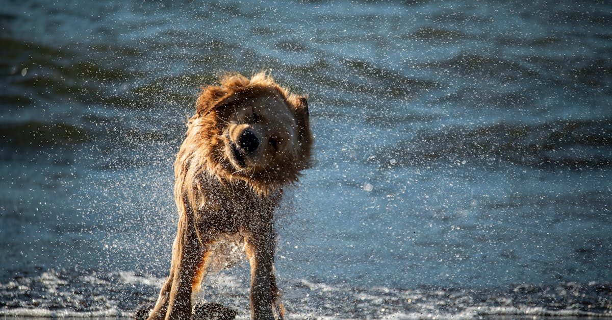 Dog Shaking Off Water after Coming Out of the Sea
