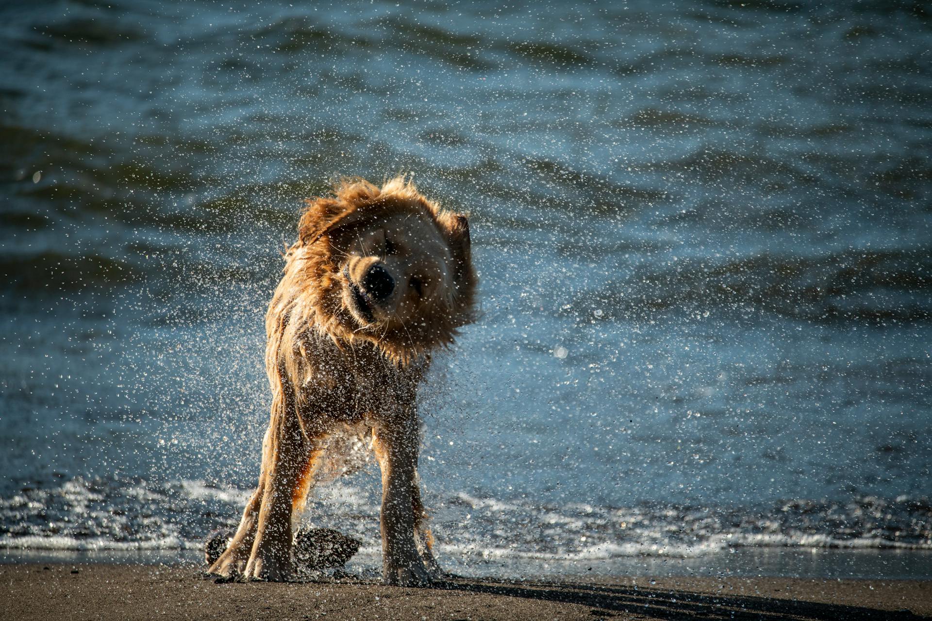 Hund som skakar av sig vatten efter att ha kommit ut ur havet