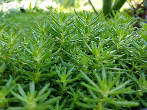 Free stock photo of dew, green, leaves