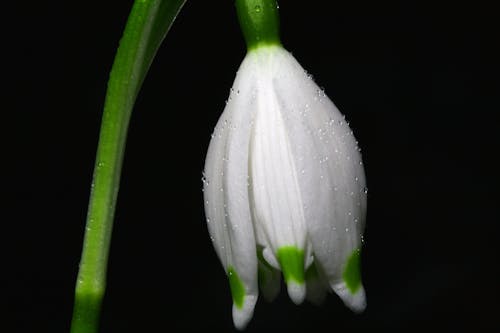 無料 咲く白緑色の花 写真素材