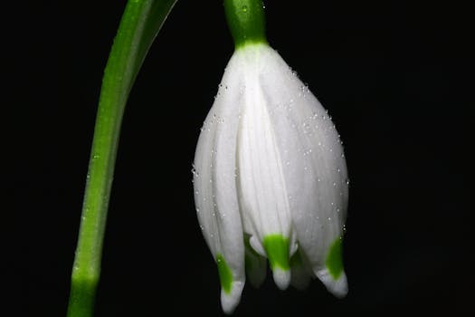 White Green Flower in Bloom