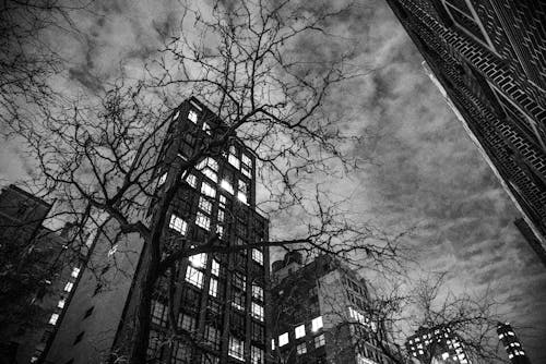 Grayscale Photo of Bare Tree Near Building 