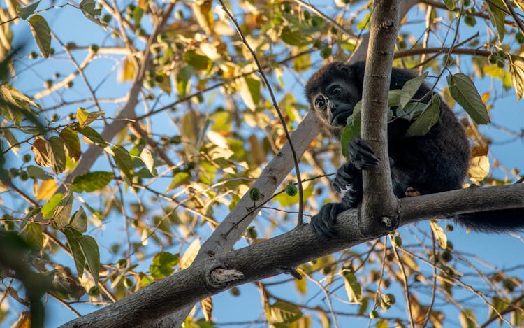 Black Monkey On Tree Branch