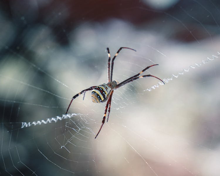 A Close Up Shot Of An Argiope Spider