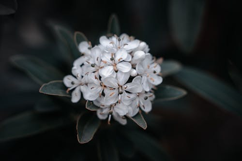 White Phebalium Flowers in Tilt Shift Lens