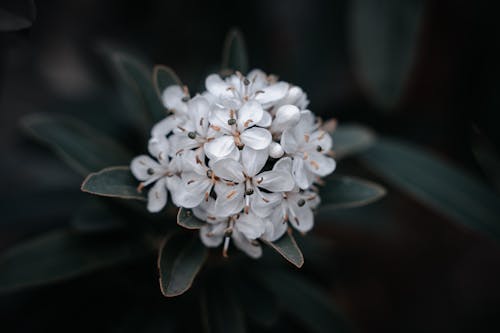 Foto d'estoc gratuïta de efecte maqueta, febali, flor