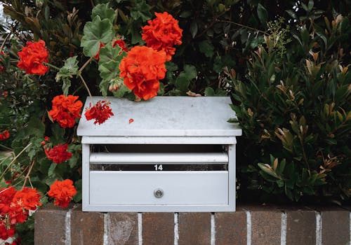 Photos gratuites de boîte aux lettres, boîte postale, feuilles