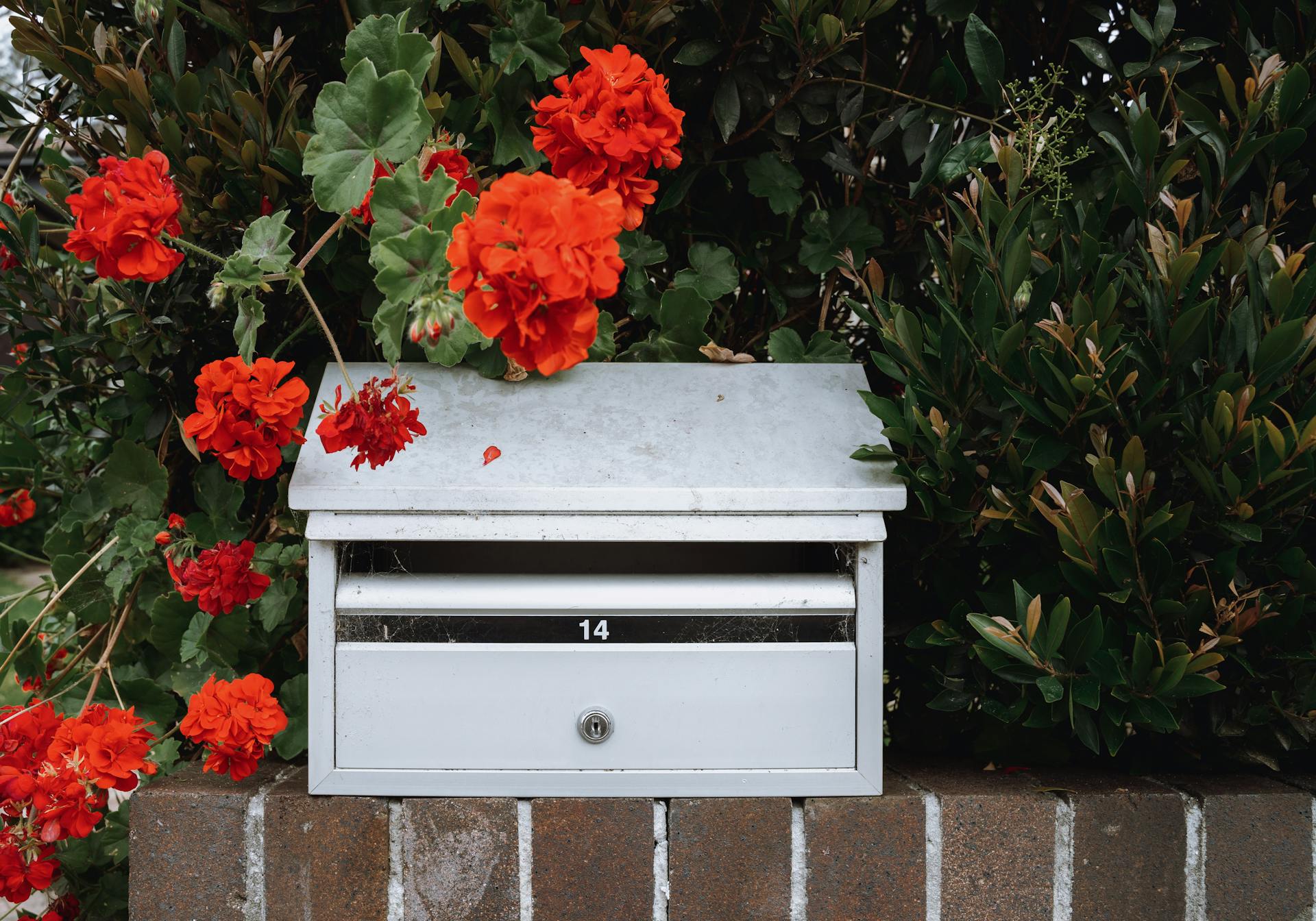 White mailbox surrounded by vibrant red hibiscus flowers on a brick wall in Kurraba Point, Australia.