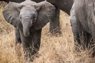 Gray Elephant