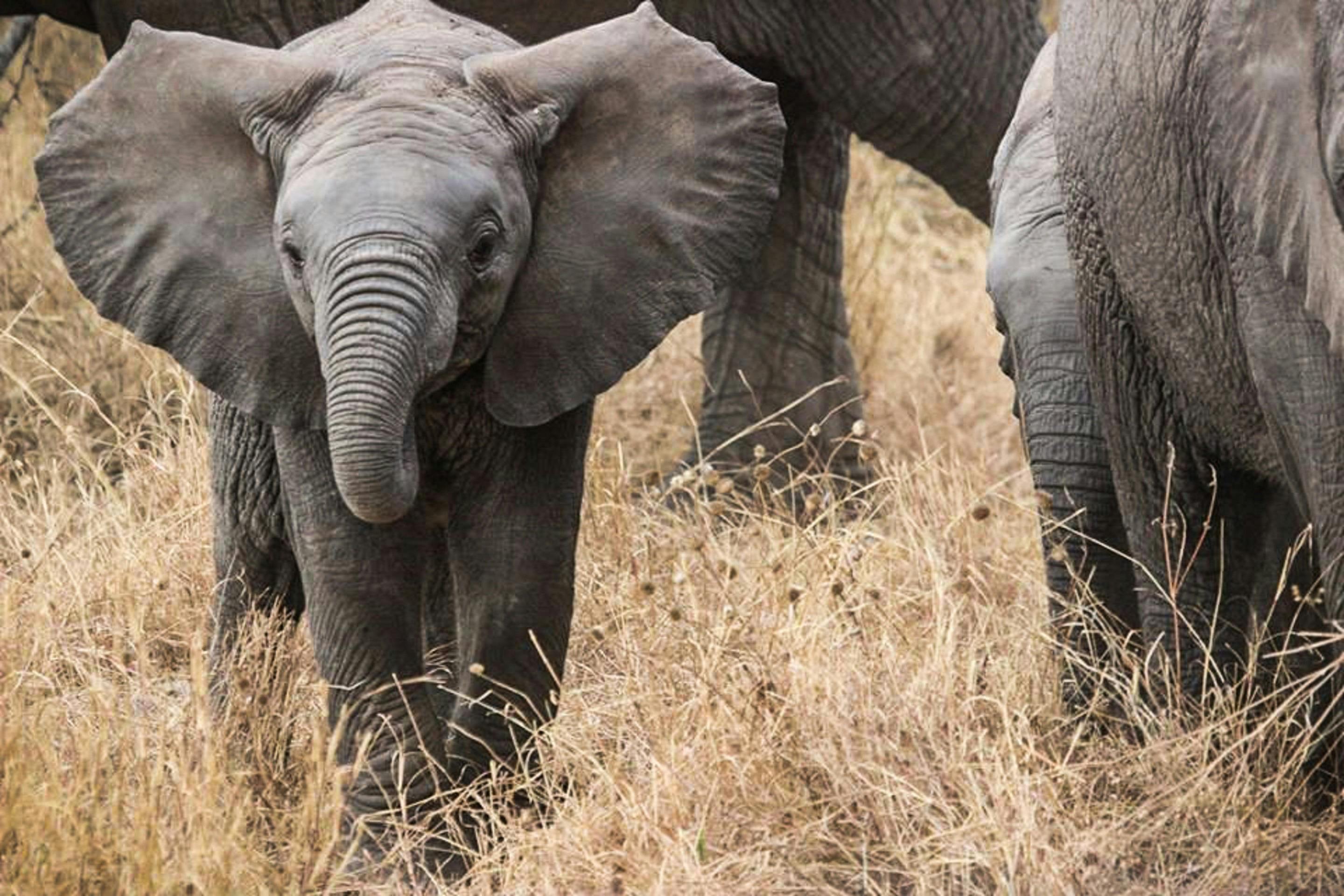 baby elephants photography