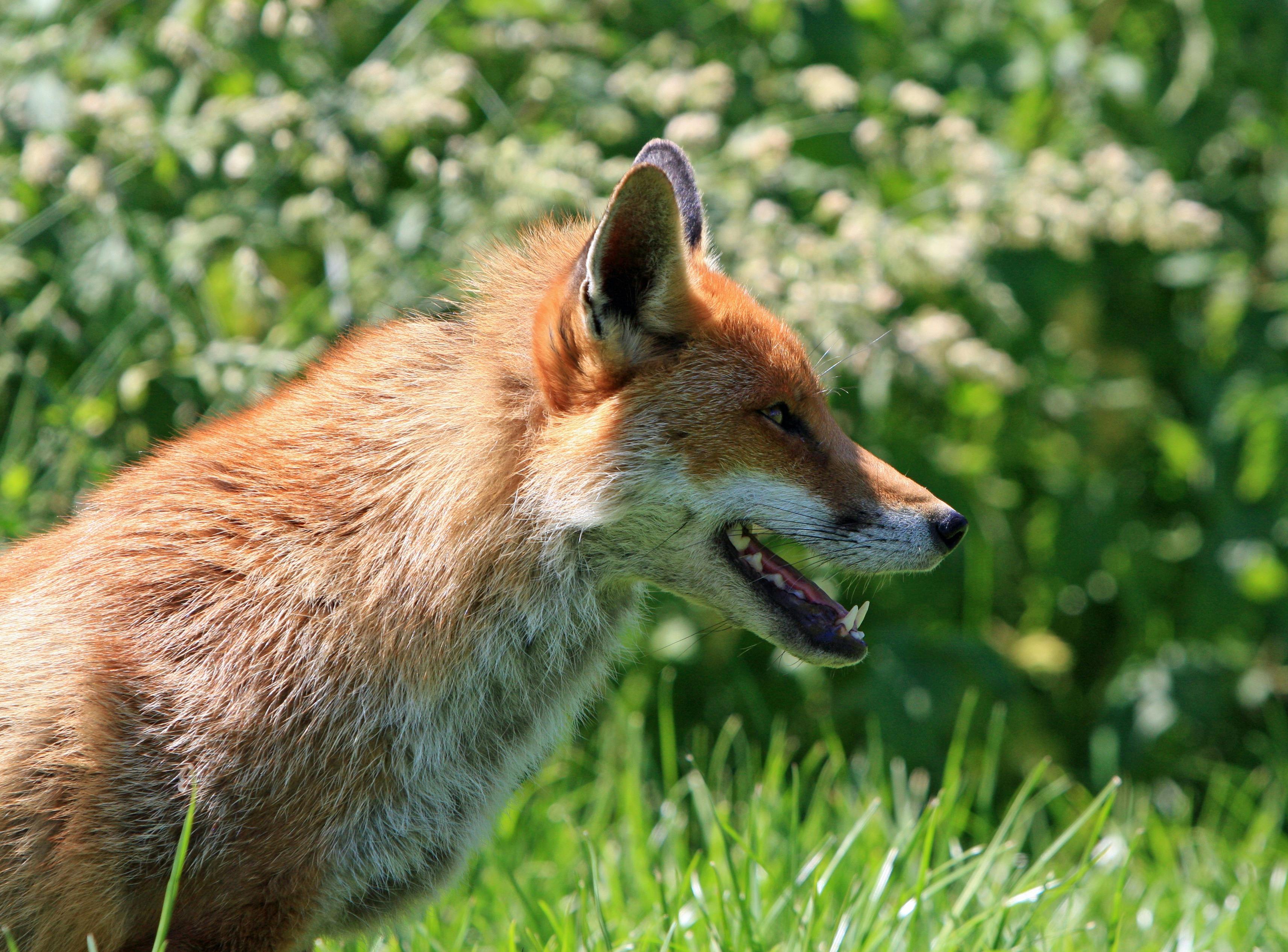 Photography of Tan White Fox · Free Stock Photo