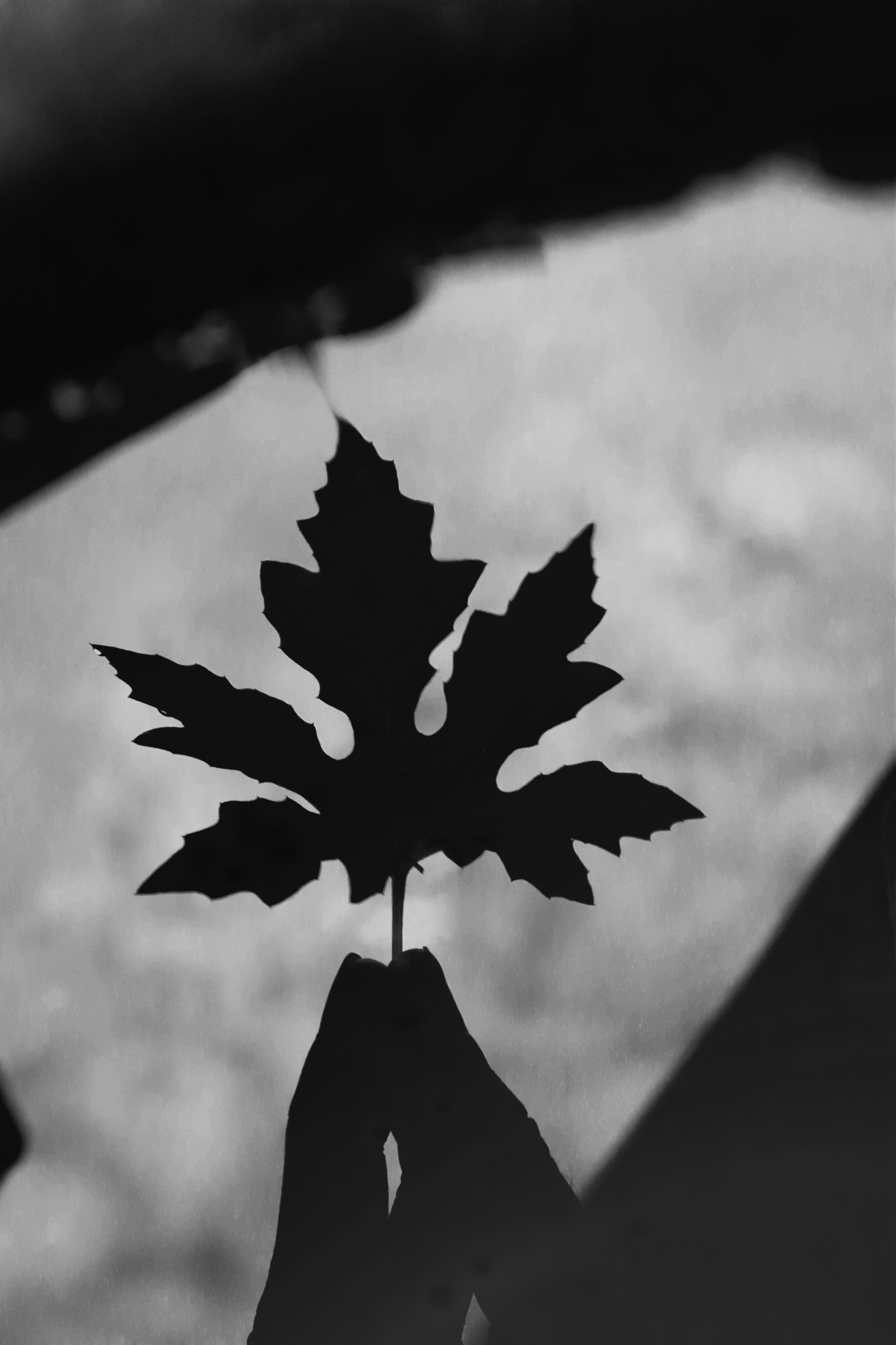A Grayscale Photo of a Maple Leaf · Free Stock Photo