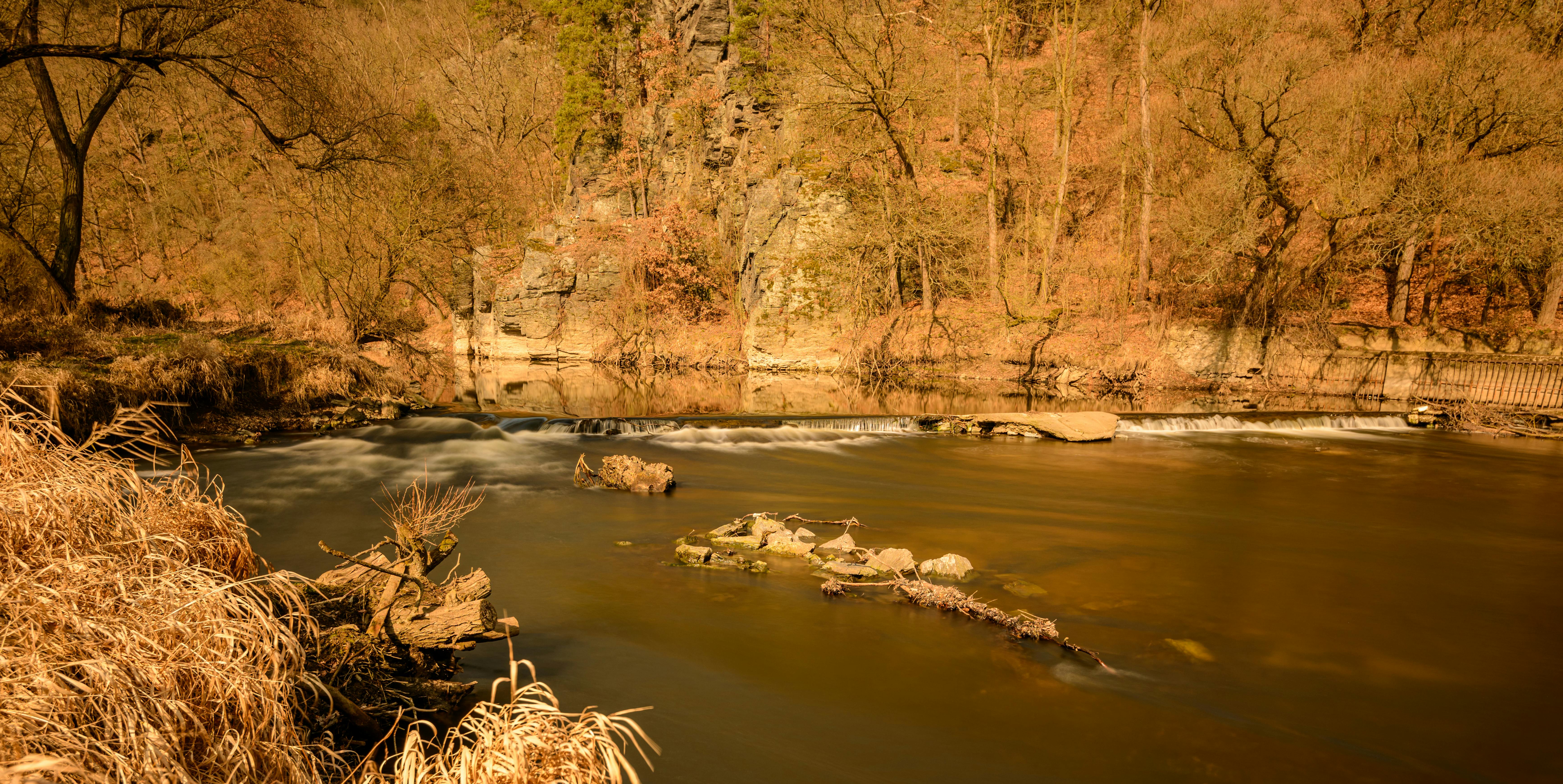 brown trees beside river