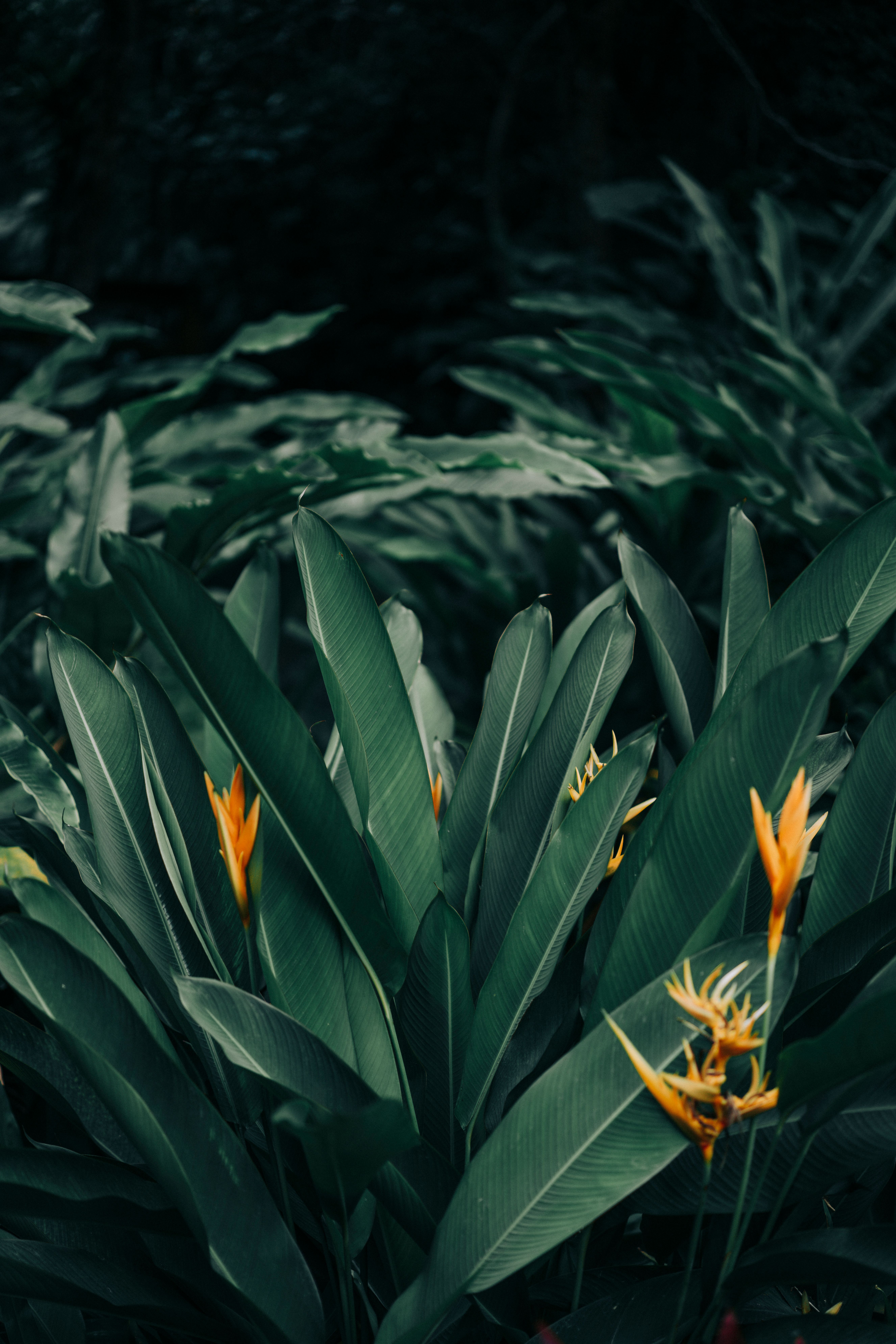 Yellow flowers on green leaves in tropical garden
