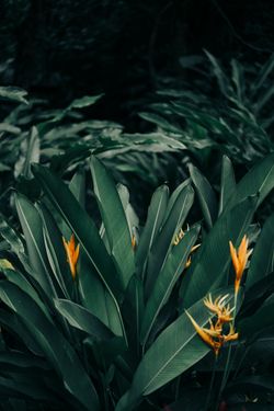 Yellow flowers on green leaves in tropical garden