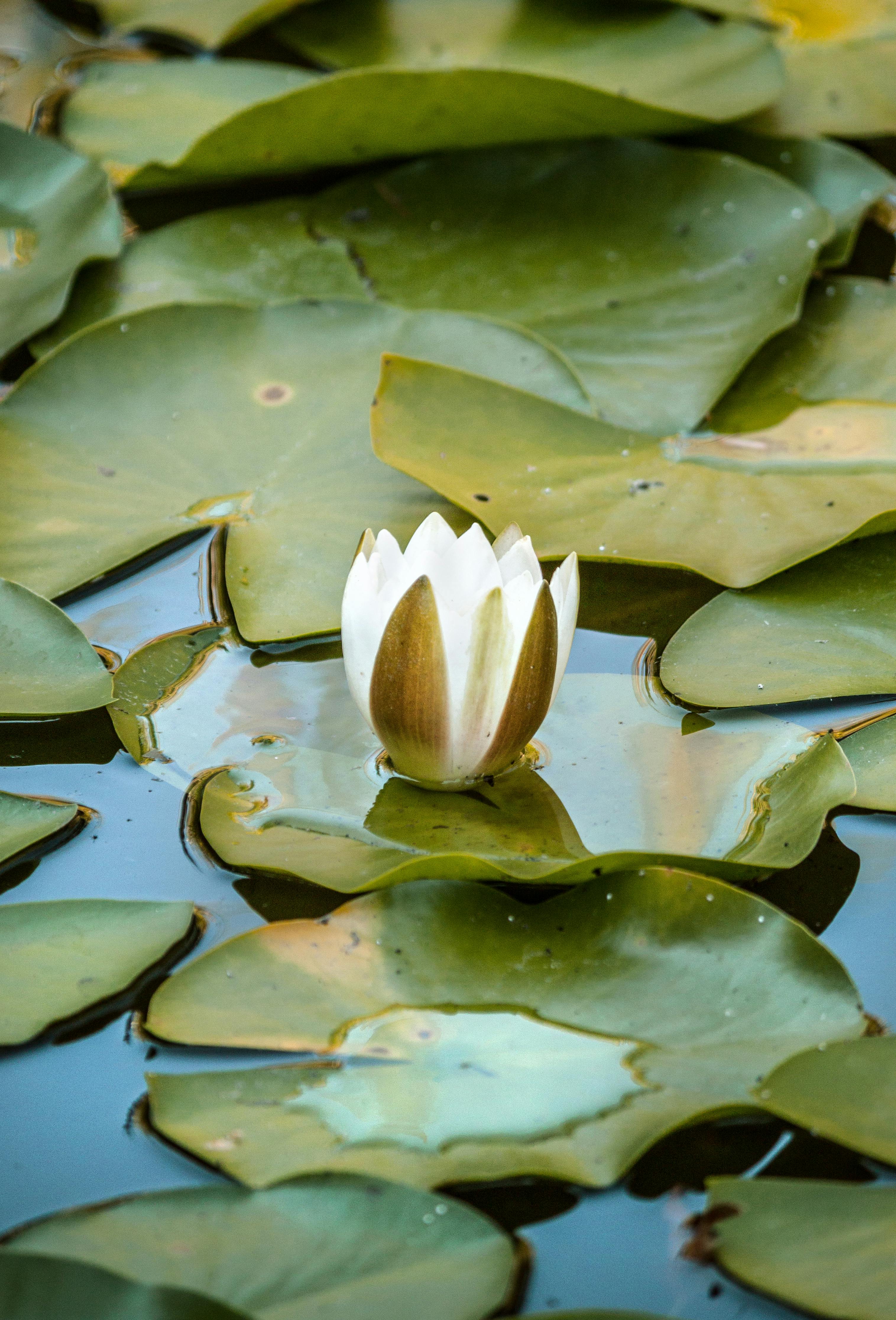 300.000+ melhores imagens de Flor De Lótus Branca · Download 100% grátis ·  Fotos profissionais do Pexels