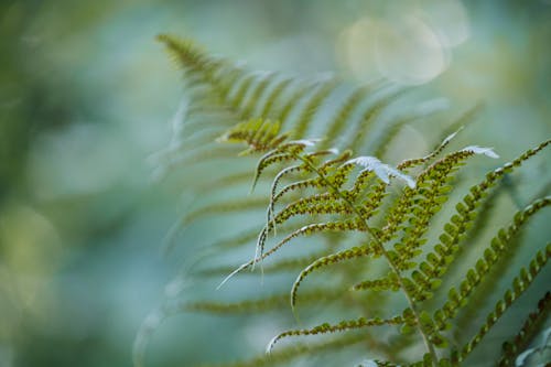 A Close Up Shot of a Fern Leaf