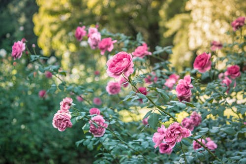 Close-Up Shot of Blooming Pink Roses