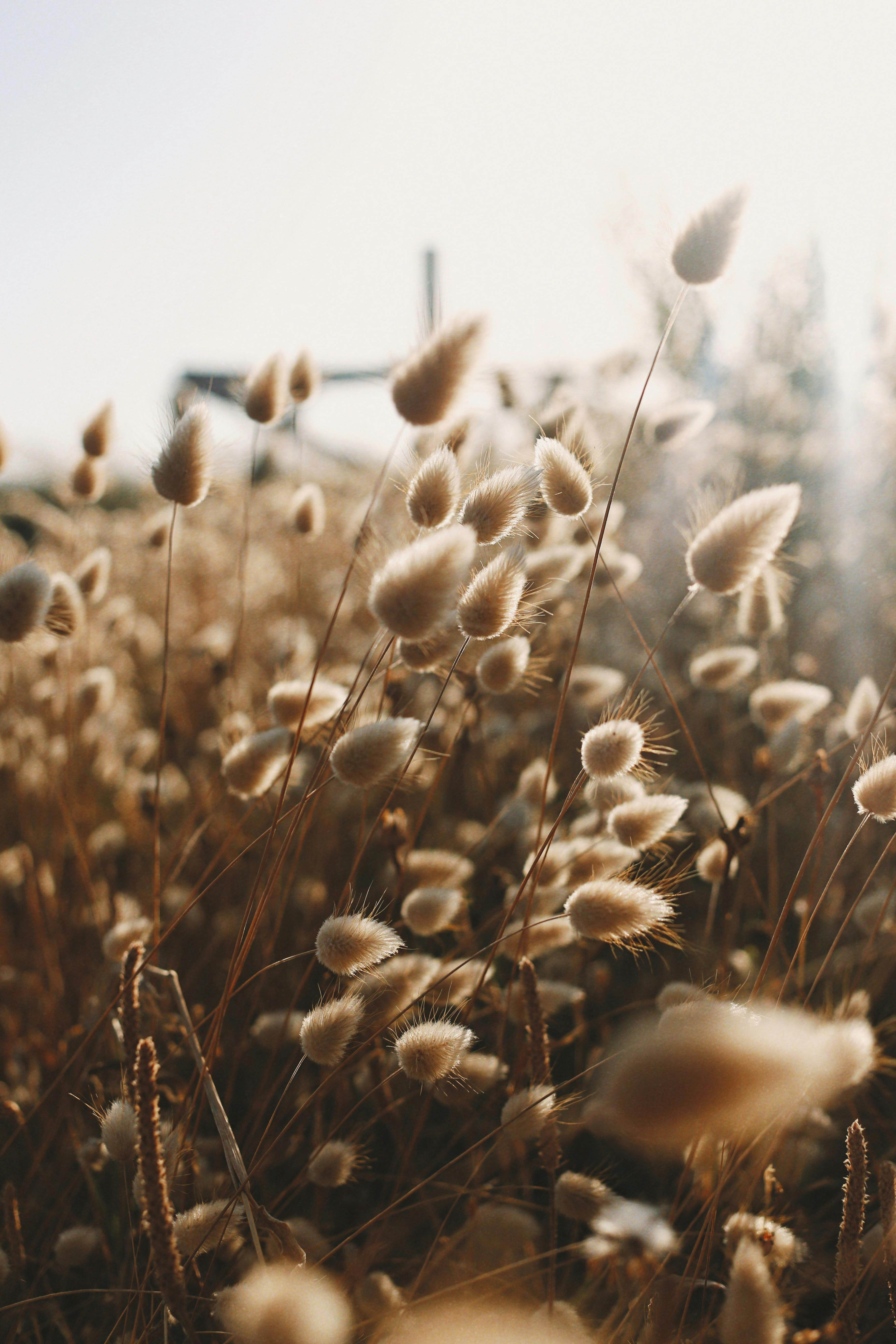 close up of hare s tail grass