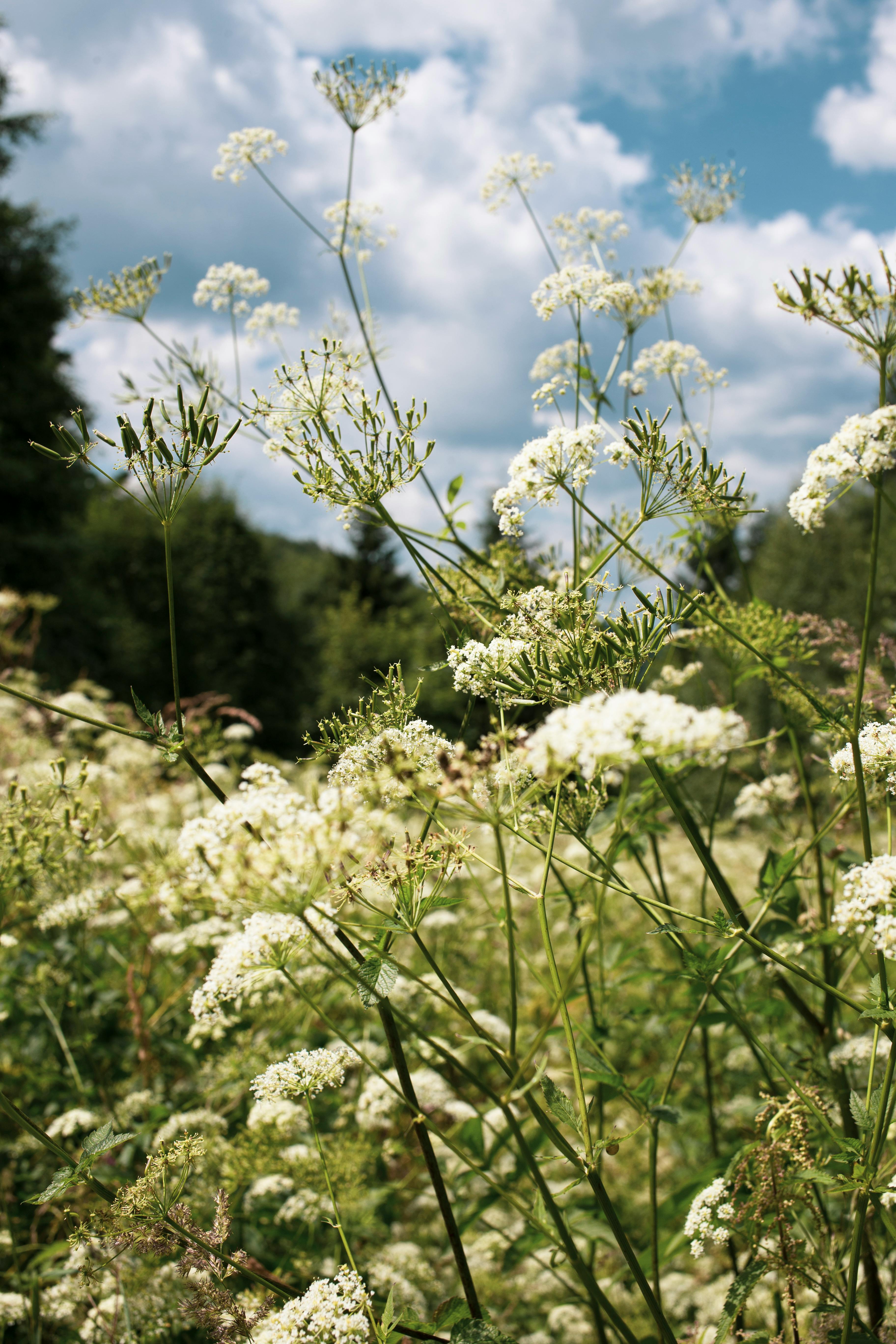 A beautiful capture of wildflowers under a bright blue sky, evoking a sense of summer tranquility.