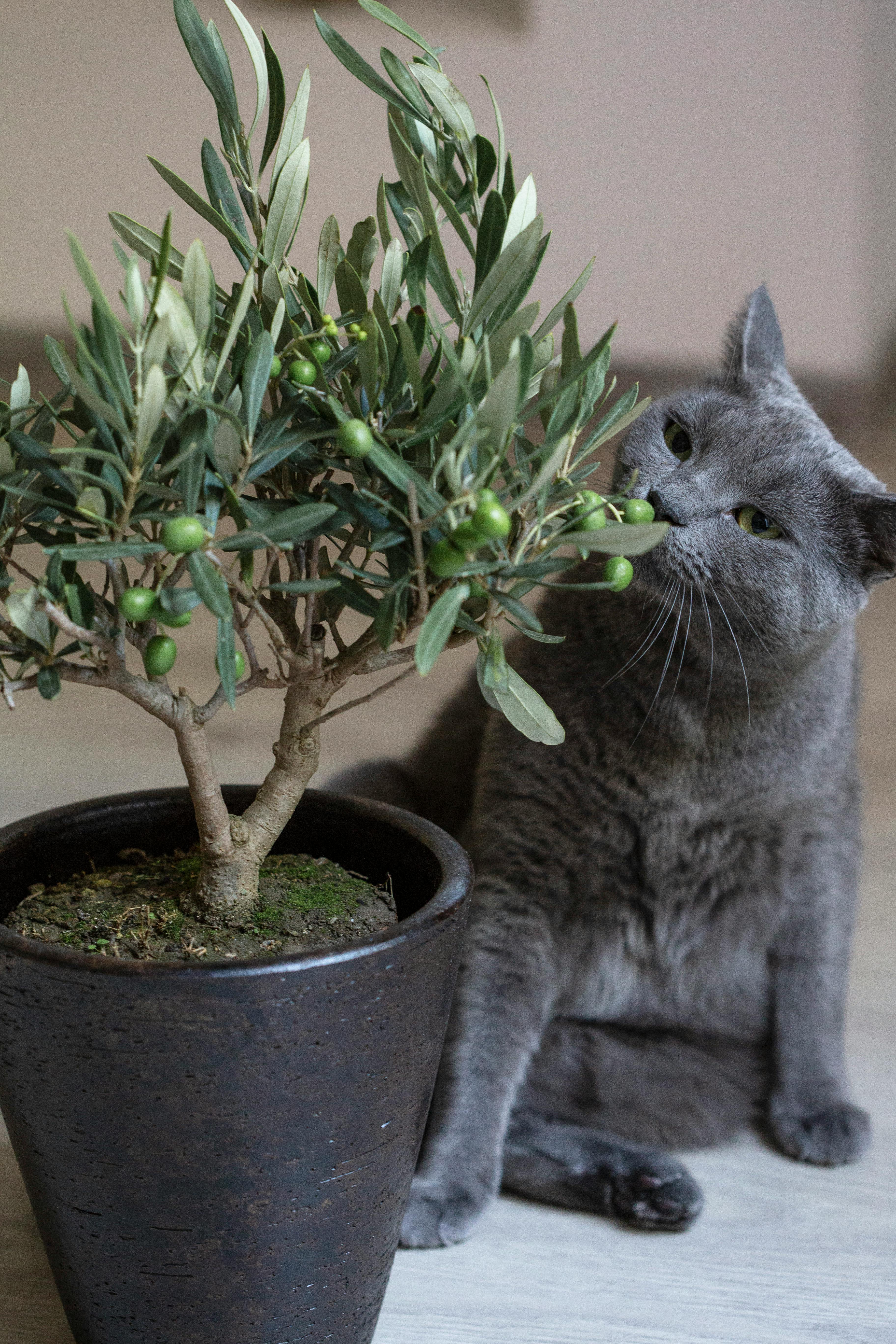 Katzenurin Geruch entfernen