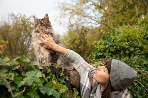 Kostenloses Stock Foto zu bezaubernd, felidae, festhalten