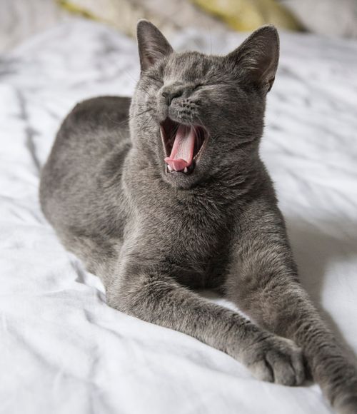Free Close-up of a yawning gray cat lounging on a bed indoors. Stock Photo
