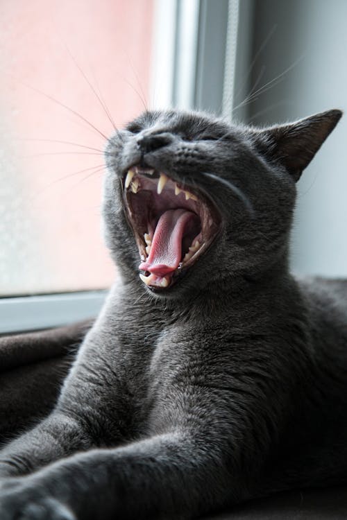 Close-Up Shot of a British Shorthair Yawning