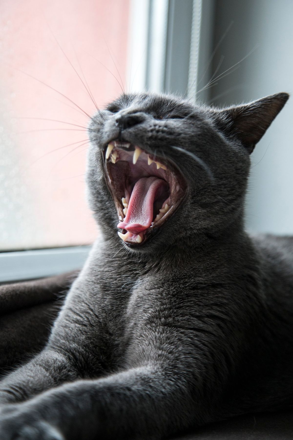 Chat gris au poil court, la gueule grande ouverte, près d'une fenêtre