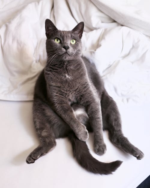 Fotobanka s bezplatnými fotkami na tému britská krátkosrstá mačka, cicavec, domáce zviera