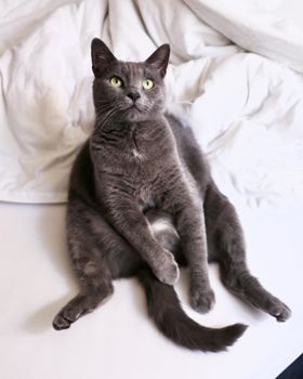 特写镜头里，一只英国短毛猫在室内闲逛，展现出它柔软的灰色皮毛和明亮的绿色眼睛