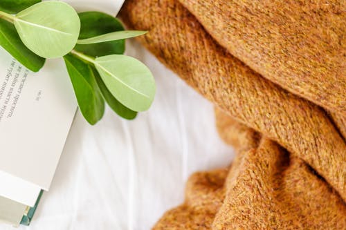 High angle of plant with delicate leaves on paper book near sweater on white blanket