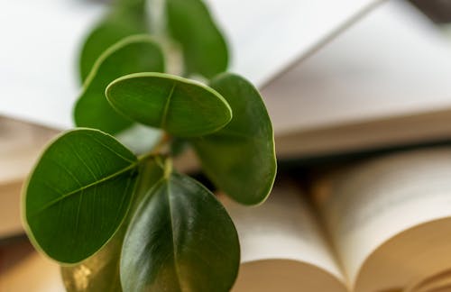 Fresh plant on various books at home