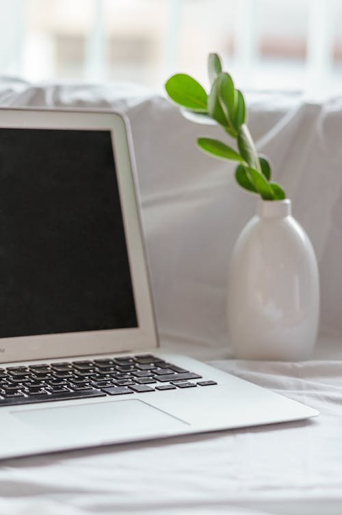 Laptop and flower on cozy couch