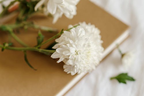 Free Fresh chrysanthemums with delicate petals on book Stock Photo