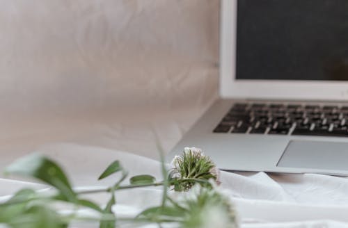 Free Portable computer near blooming flowers with thin stems and pointed wavy leaves on crumpled textile Stock Photo