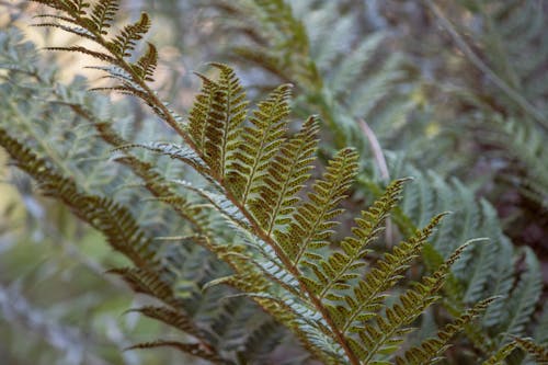 Close-Up Shot of a Fern Leaves